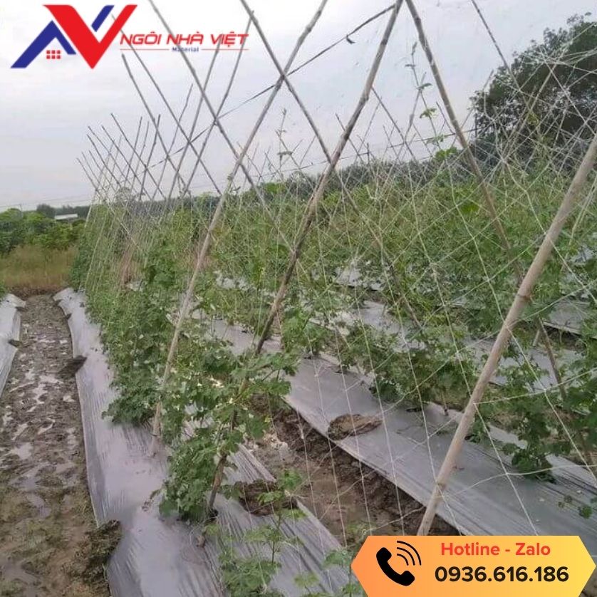 Lưới làm giàn leo cho cây trồng tại Ngôi Nhà Việt Lưới làm giàn leo cho cây trồng tại Ngôi Nhà Việt